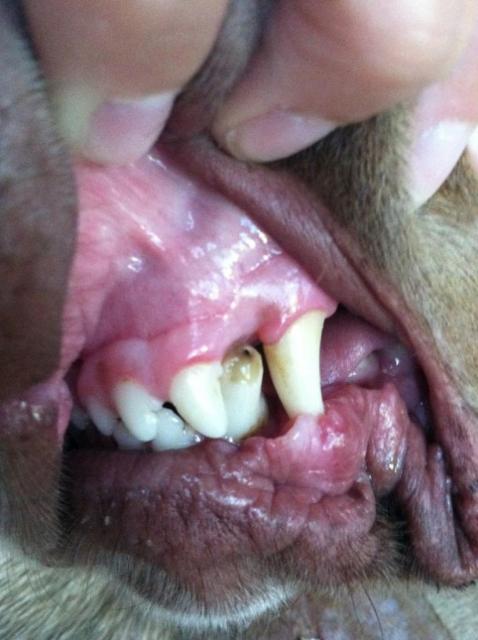 Tooth Photo Hero 2 (Medium)